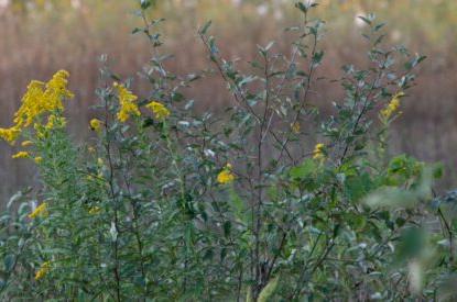 yellow weed flowers